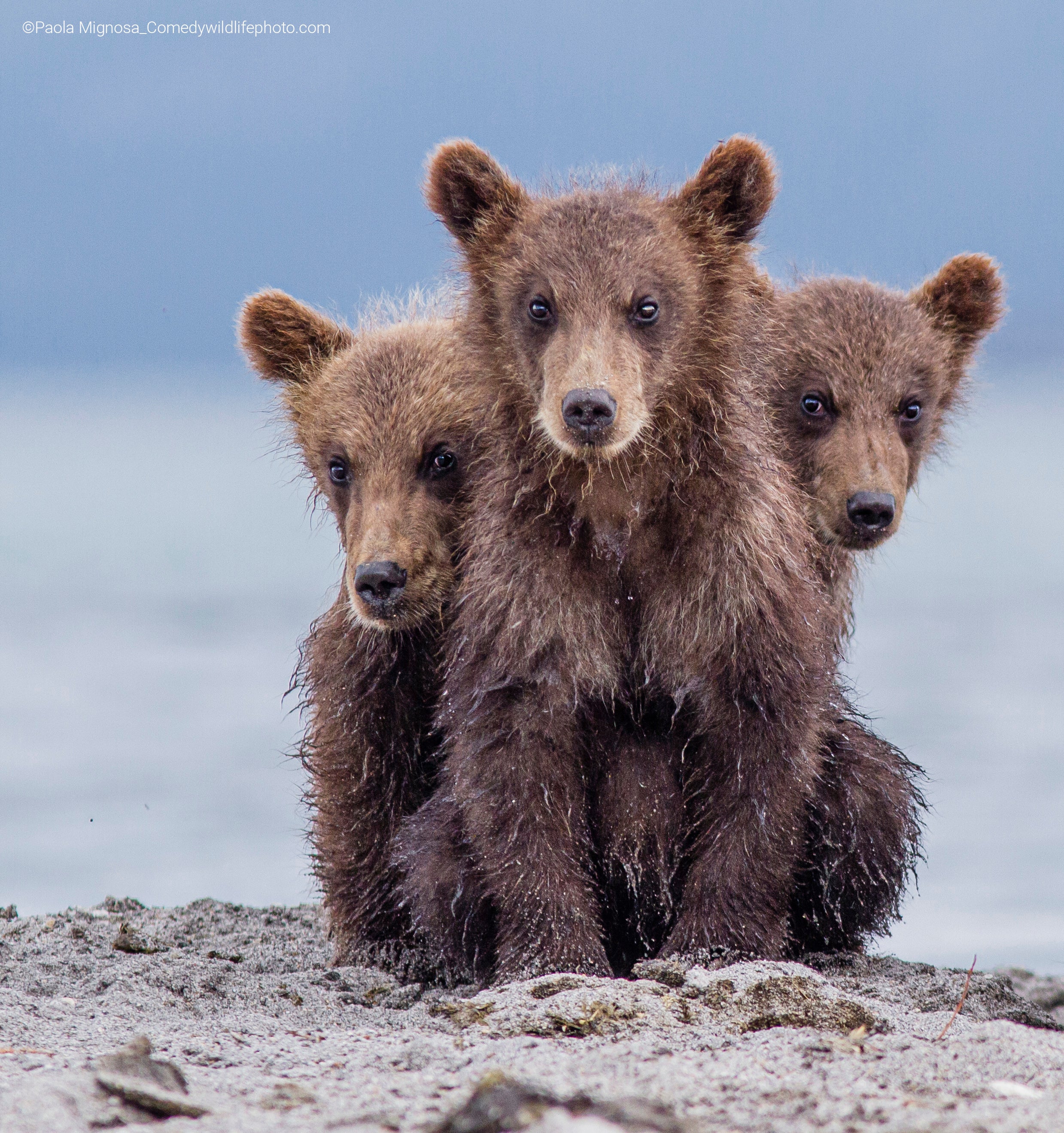 Three brown bear cubs. (Photo: © Paolo Mignosa / Comedywildlifephoto.com.)