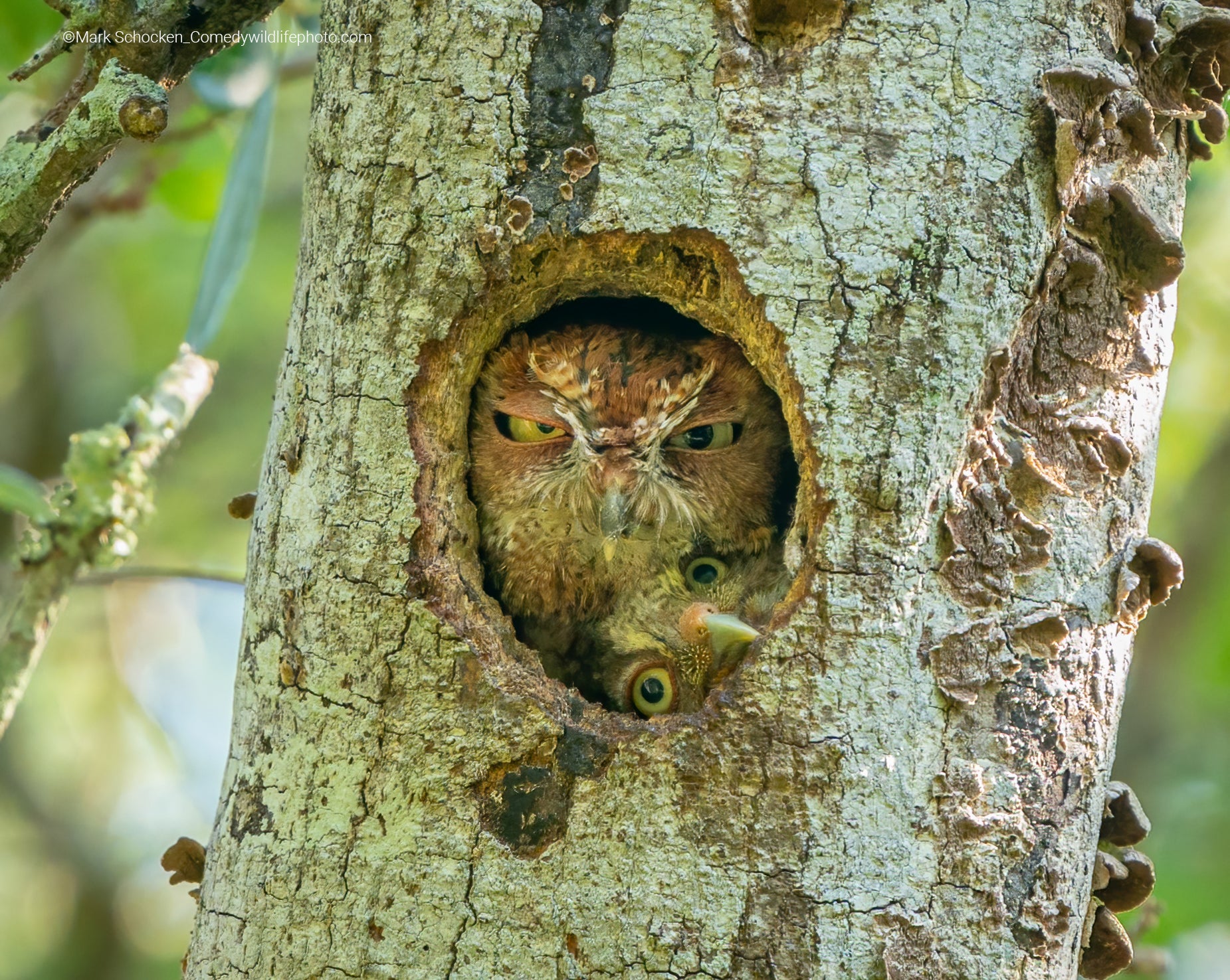 This pair of Eastern screech owls seem like they'd be fun to hang out with. (Photo: © Mark Schocken / Comedywildlifephoto.com.)