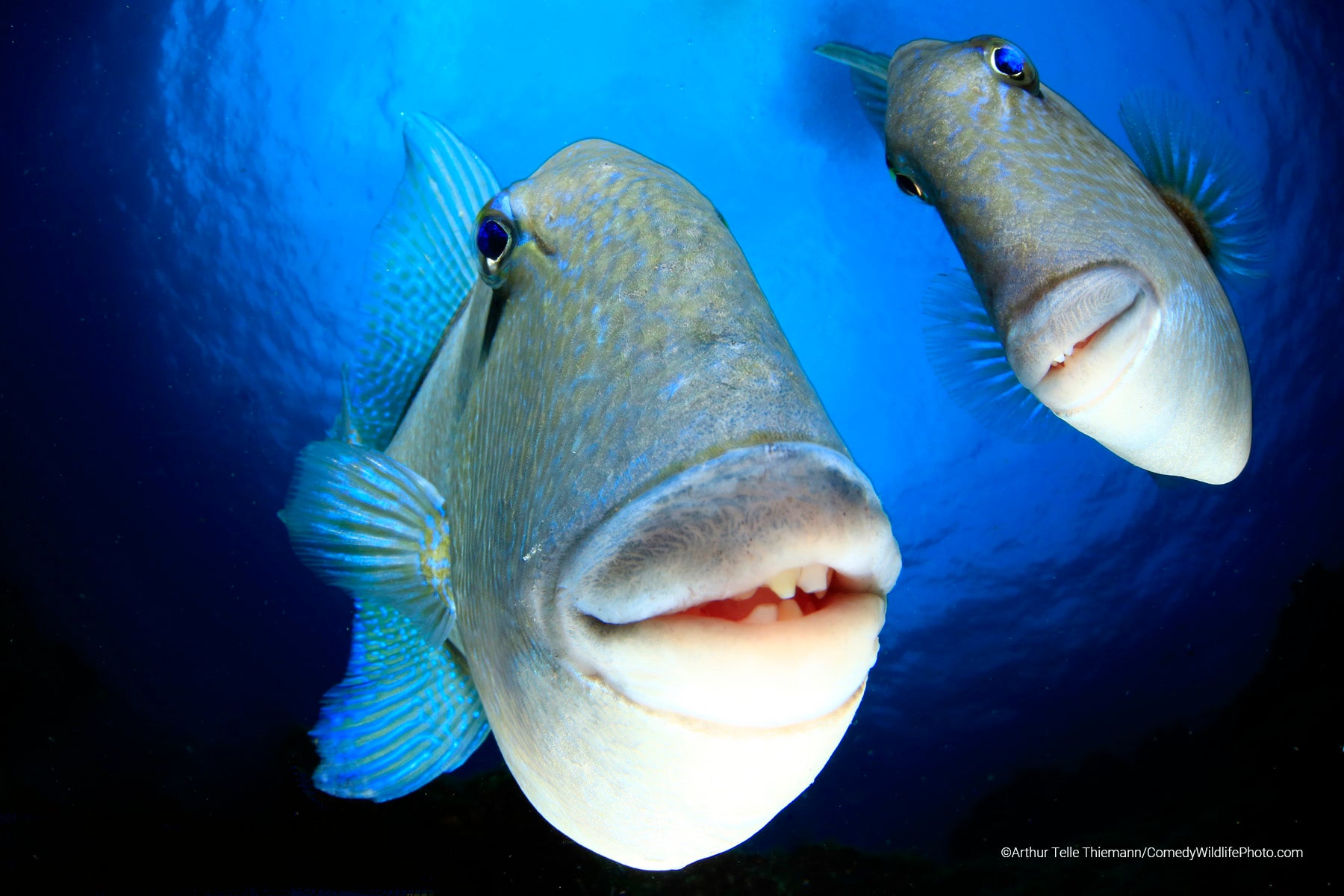 Two triggerfish peer at a camera up-close. (Photo: ©  Arturo Telle Thiemann / Comedywildlifephoto.com.)