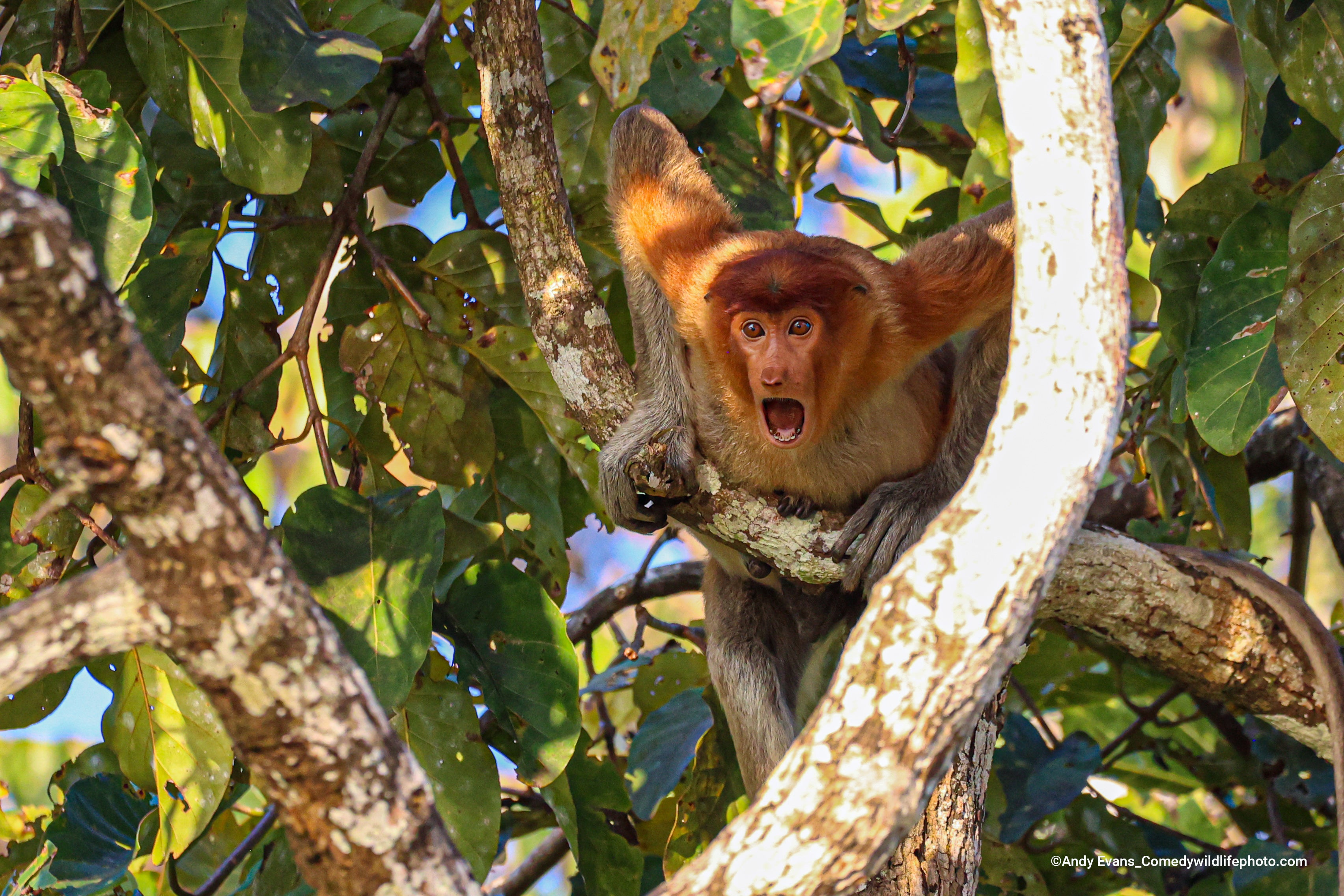 This probiscis monkey can't believe what it just heard. (Photo: ©  Andy Evans / Comedywildlifephoto.com.)