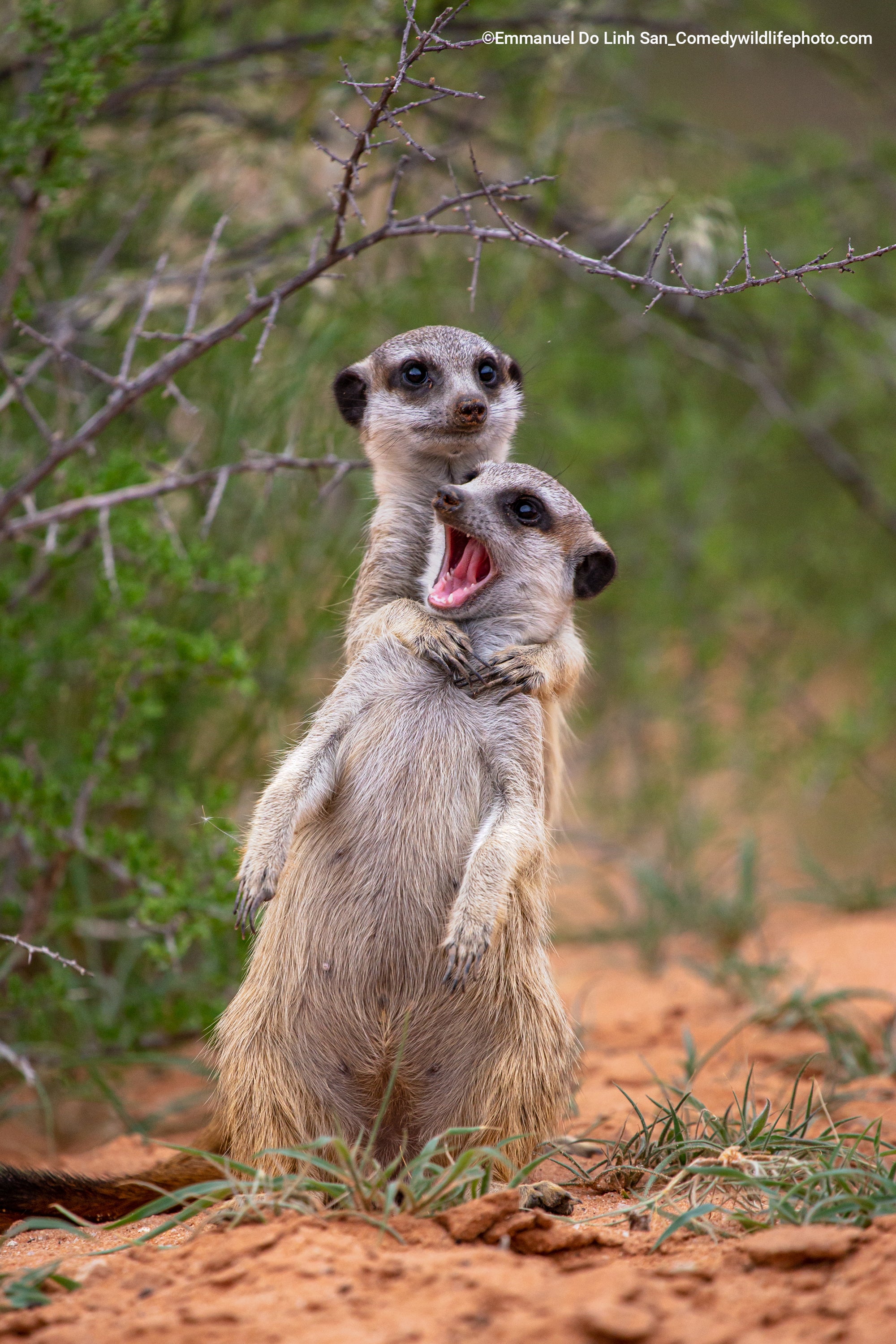 One meerkat appears to strangle another in cold blood. (Photo: © Emmanuel Do Linh San / Comedywildlifephoto.com.)