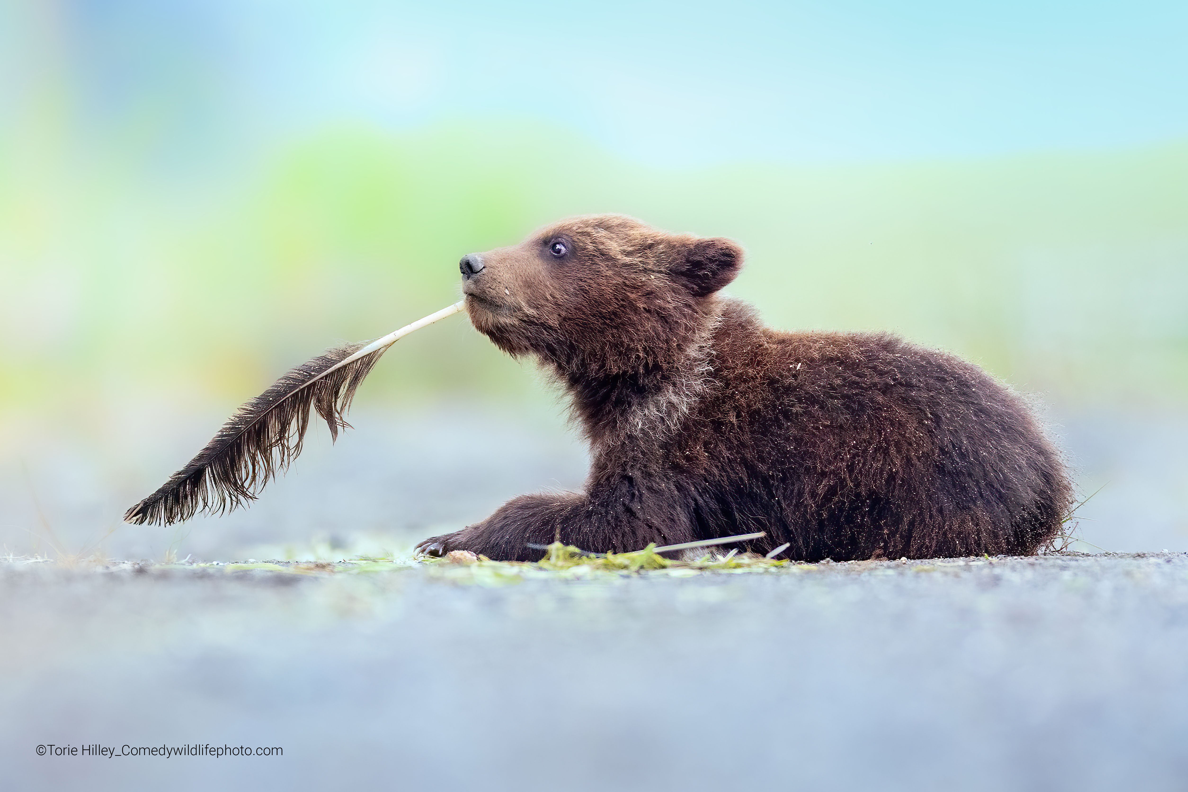 A bear cub holds a feather in her mouth. (Photo: © Torie Hilley / Comedywildlifephoto.com.)