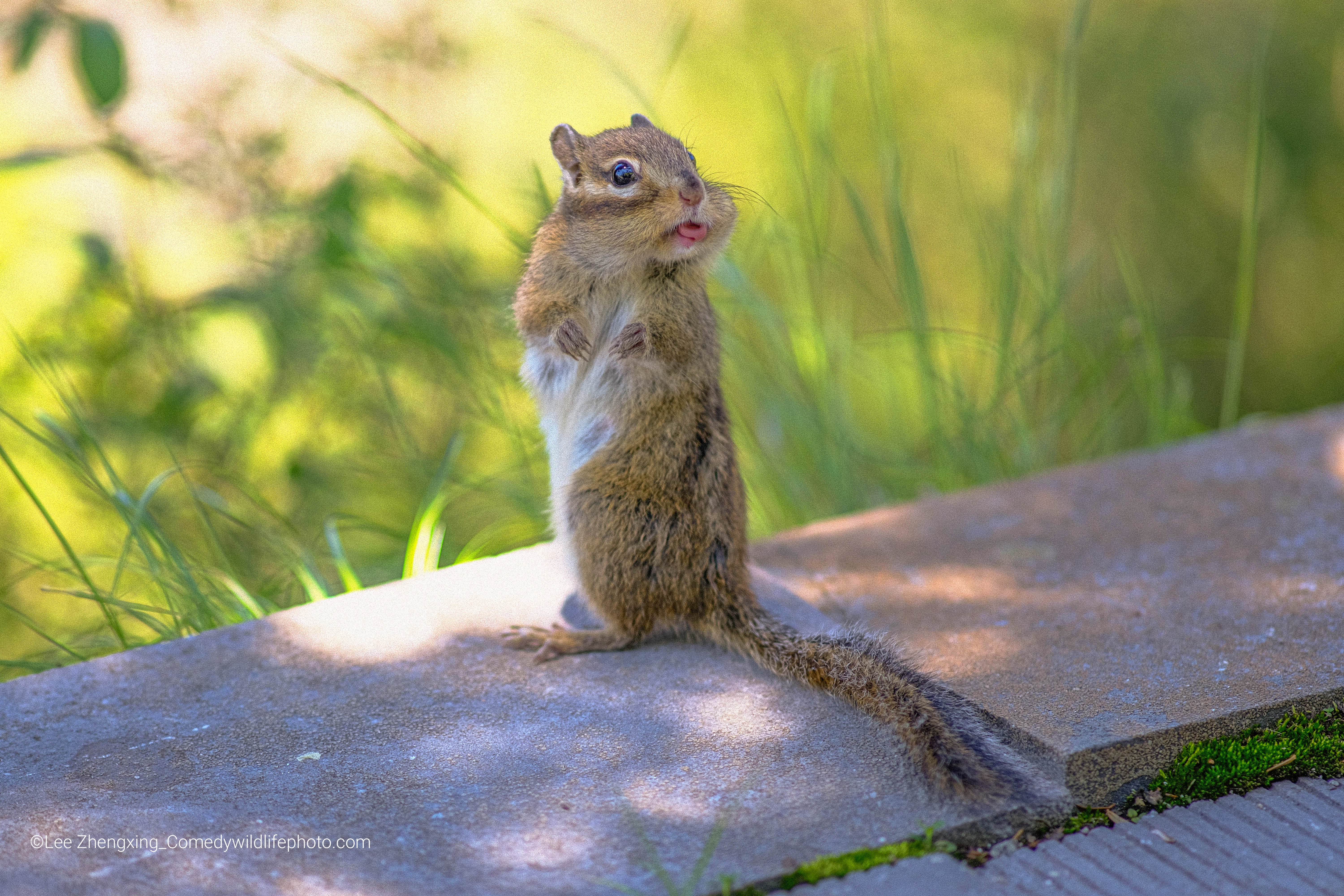 A squirrel dramatically looks back towards the photographer. (Photo: © Lee Zhengxing / Comedywildlifephoto.com.)