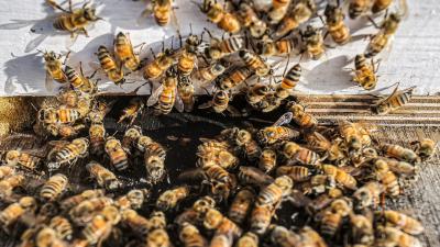 Woman Allegedly Unleashed a Swarm of Angry Bees on Cops Serving Eviction Notice
