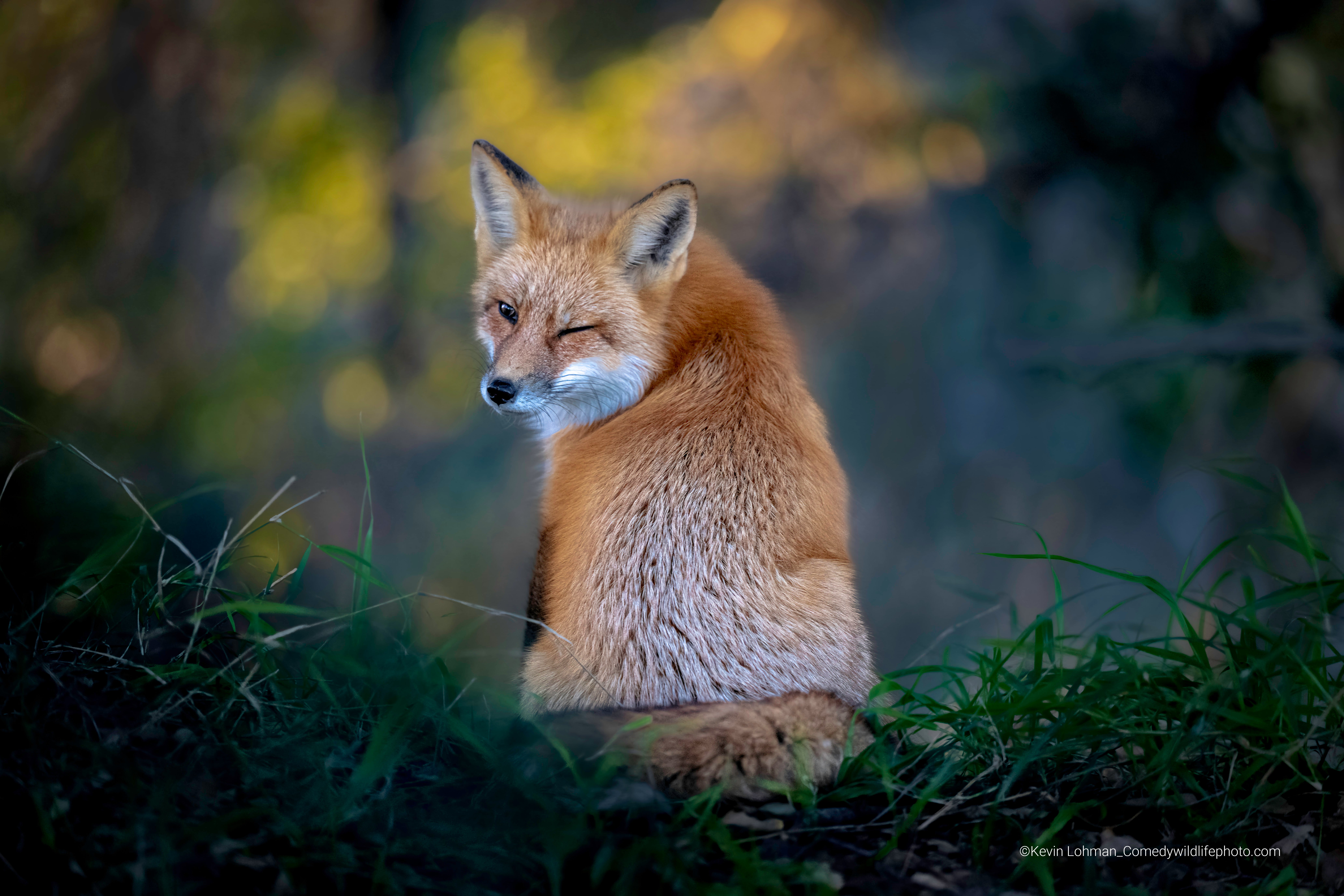 A sly fox offers the photographer a wink. (Photo: ©  Kevin Lohman / Comedywildlifephoto.com.)