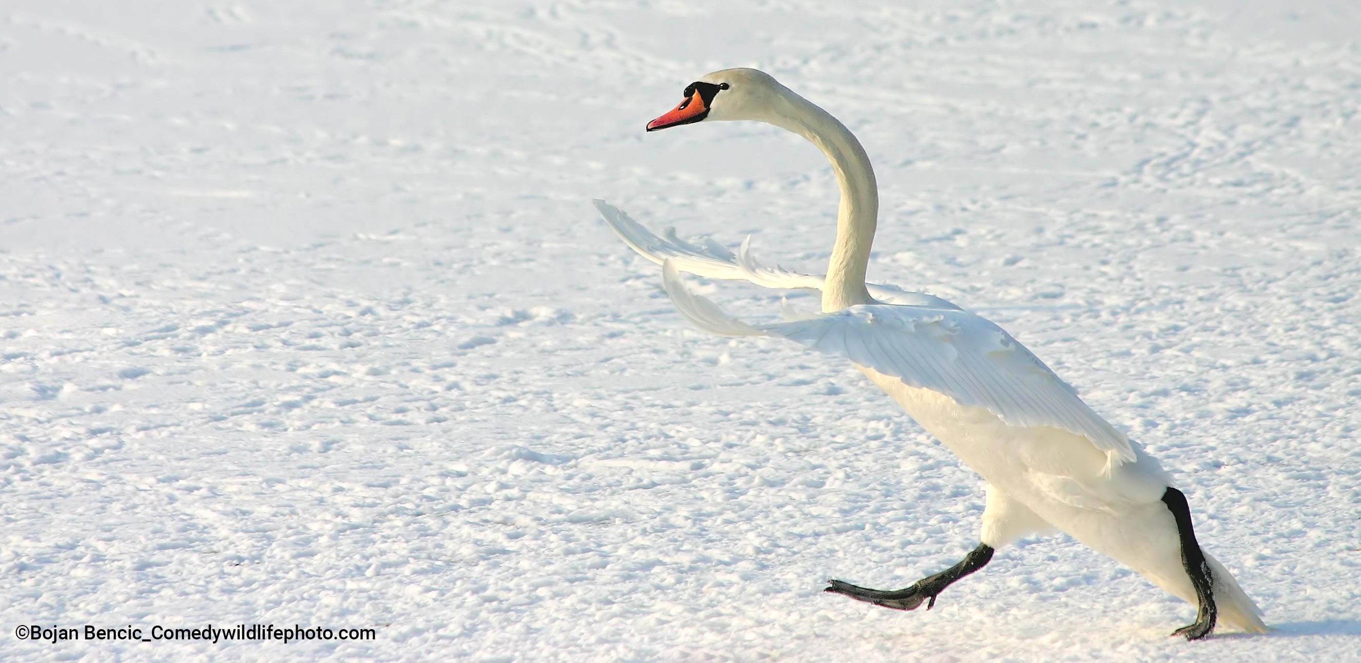 A mute swan chases another (out of frame). (Photo: © Bojan Bencic / Comedywildlifephoto.com.)