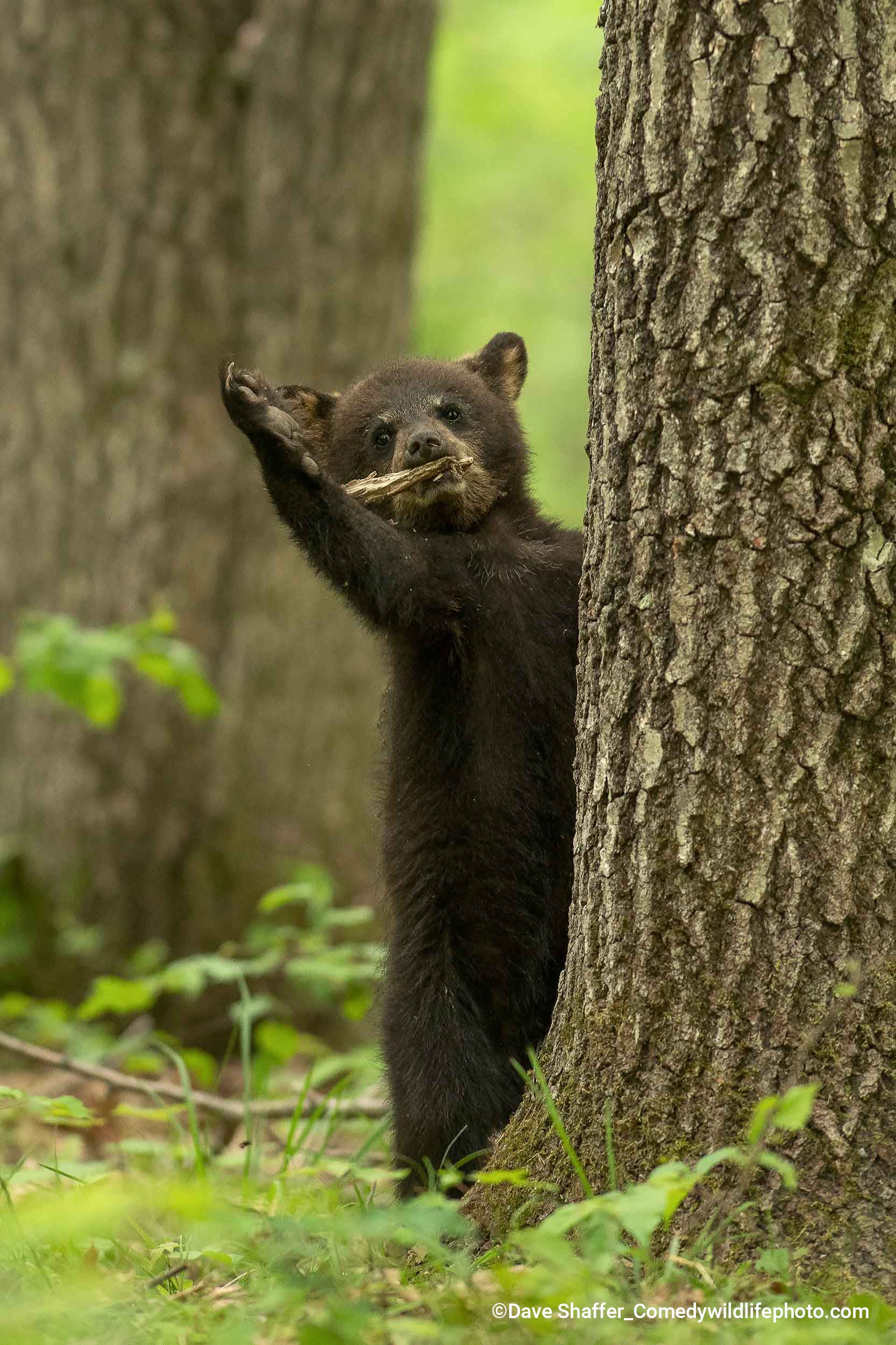 A black bear cub waves goodbye from behind a tree trunk. (Photo: © Dave Shaffer / Comedywildlifephoto.com.)