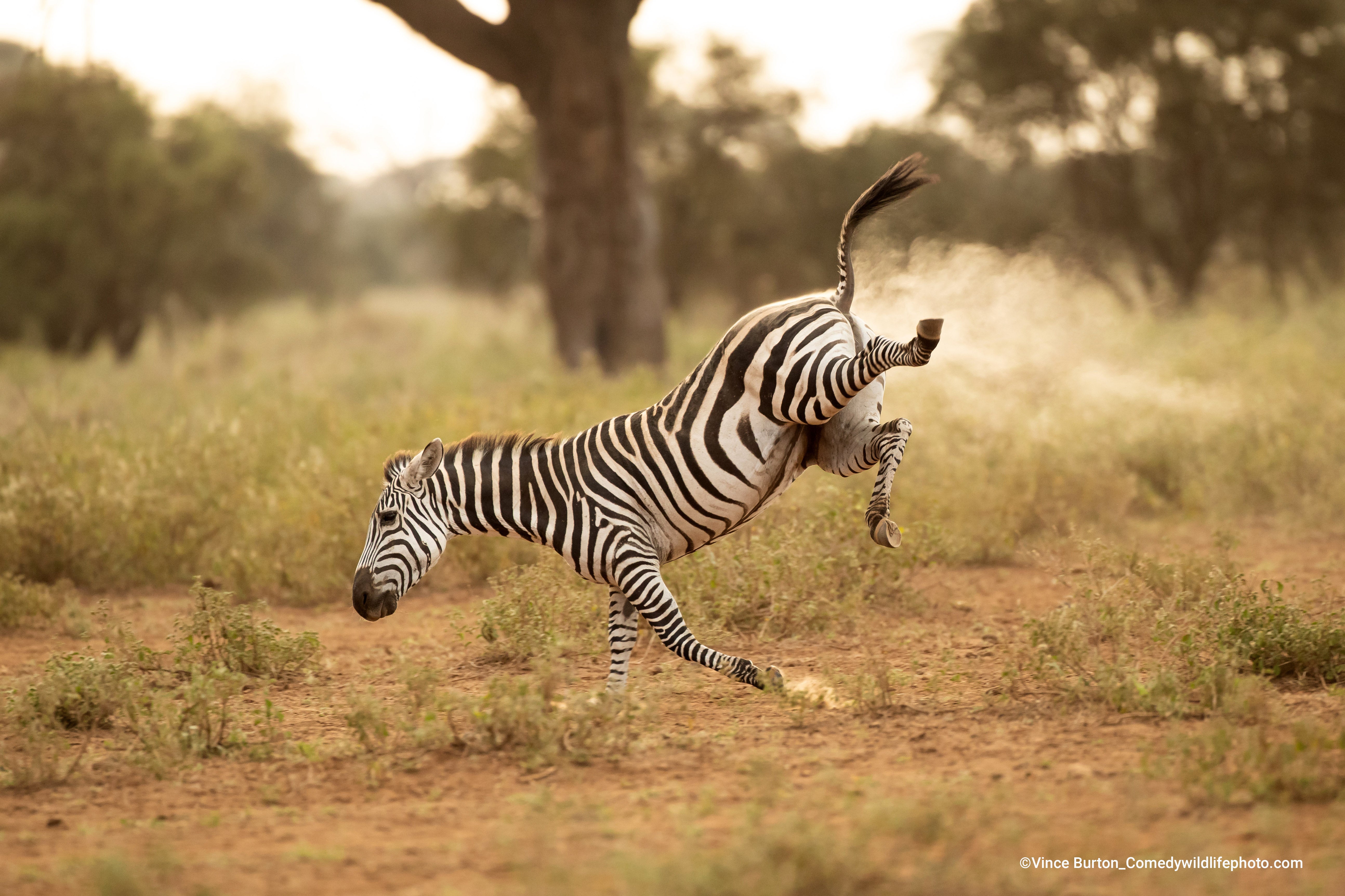 A zebra in an awkward position in Kenya. (Photo: © Vince Burton / Comedywildlifephoto.com.)