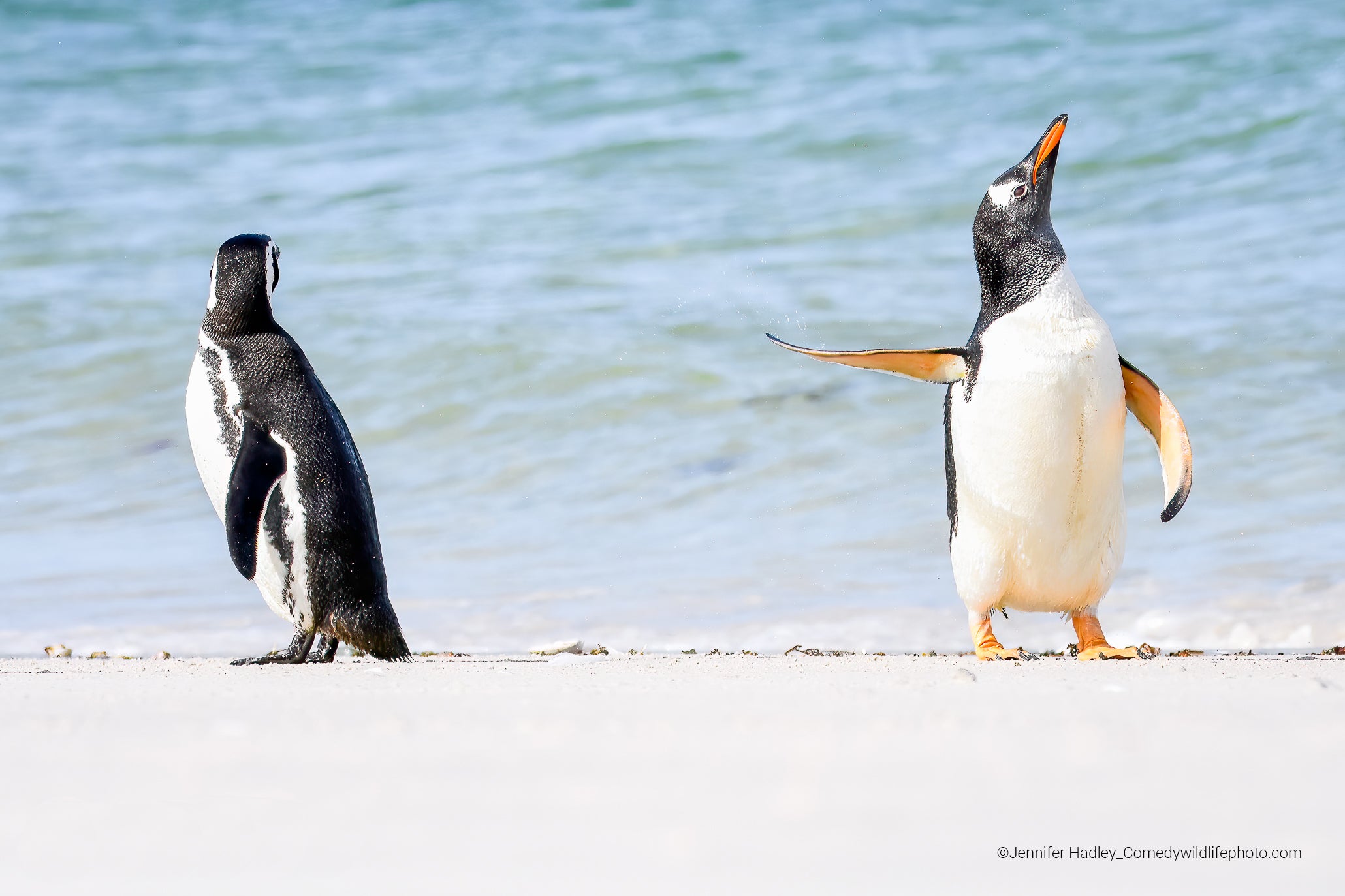 Two gentoo penguins, one of them mid-shake. (Photo: ©  Jennifer Hadley / Comedywildlifephoto.com.)