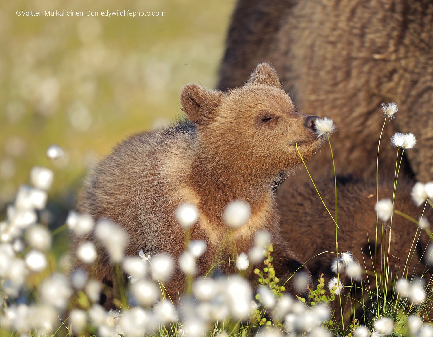 A brown bear sniffs some flowers. (Photo: © Valtteri Mulkahainen / Comedywildlifephoto.com.)