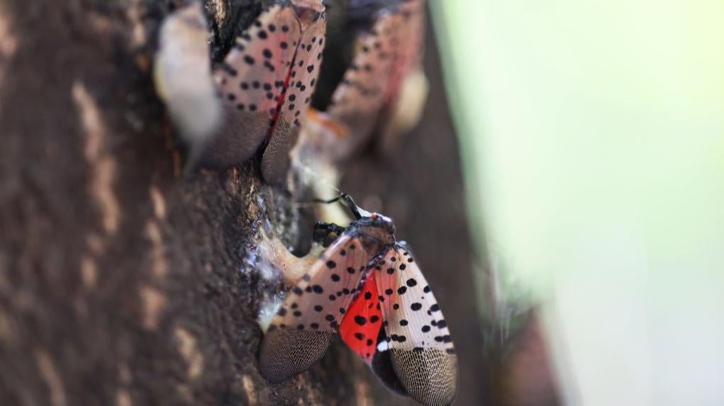 Dead spotted lanternflies on a tree at Inwood Hill Park on September 26, 2022 in New York City. (Photo: Michael M. Santiago, Getty Images)