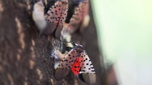 Is the Spotted Lanternfly Takeover Inevitable?