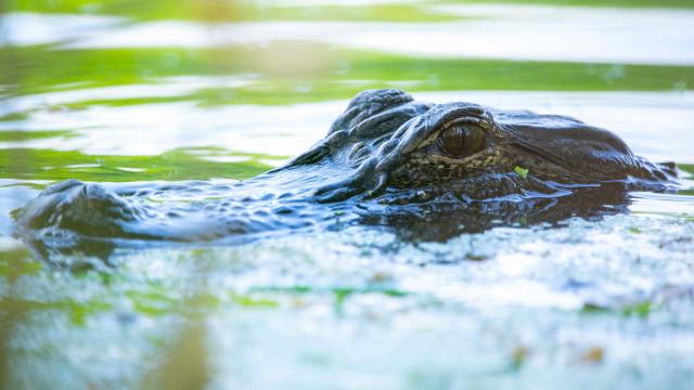 Alligators Might Be Getting Sick From ‘Forever Chemicals’