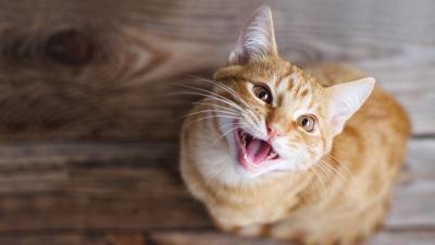 Your Cat Knows When You’re Using Your ‘Cat Talk’ Voice