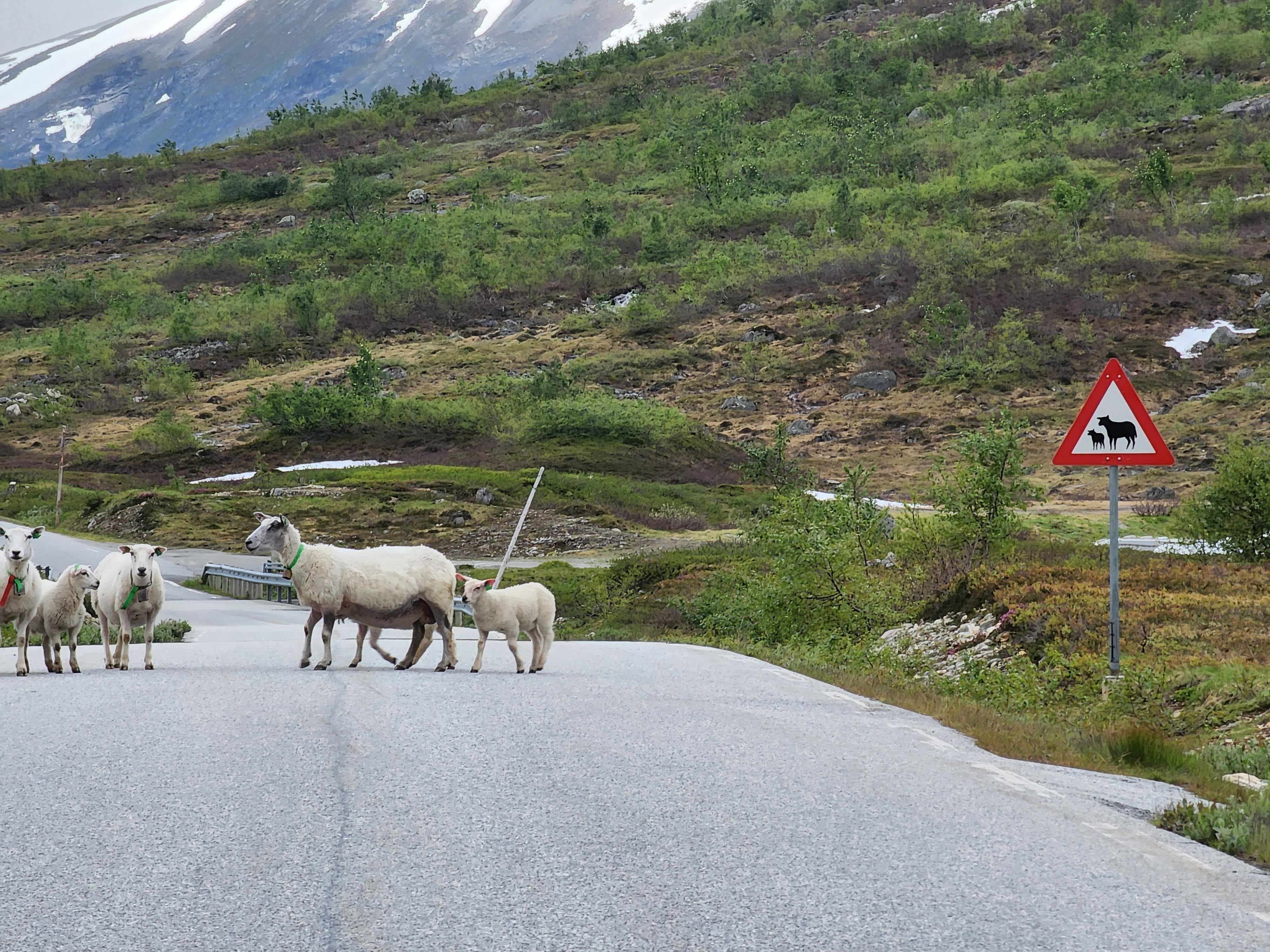 This Is Why Nobody Speeds in Norway