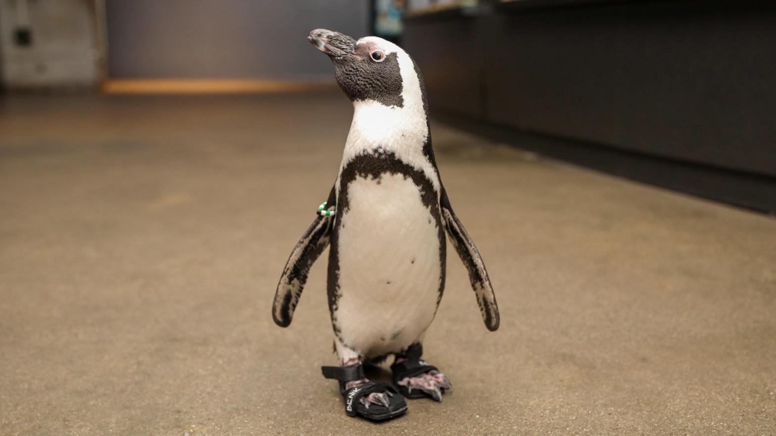 An African penguin named Beach Donkey walks through New England Aquarium exhibit halls in custom shoes, October 2022. (Photo: Vanessa Kahn (New England Aquarium))