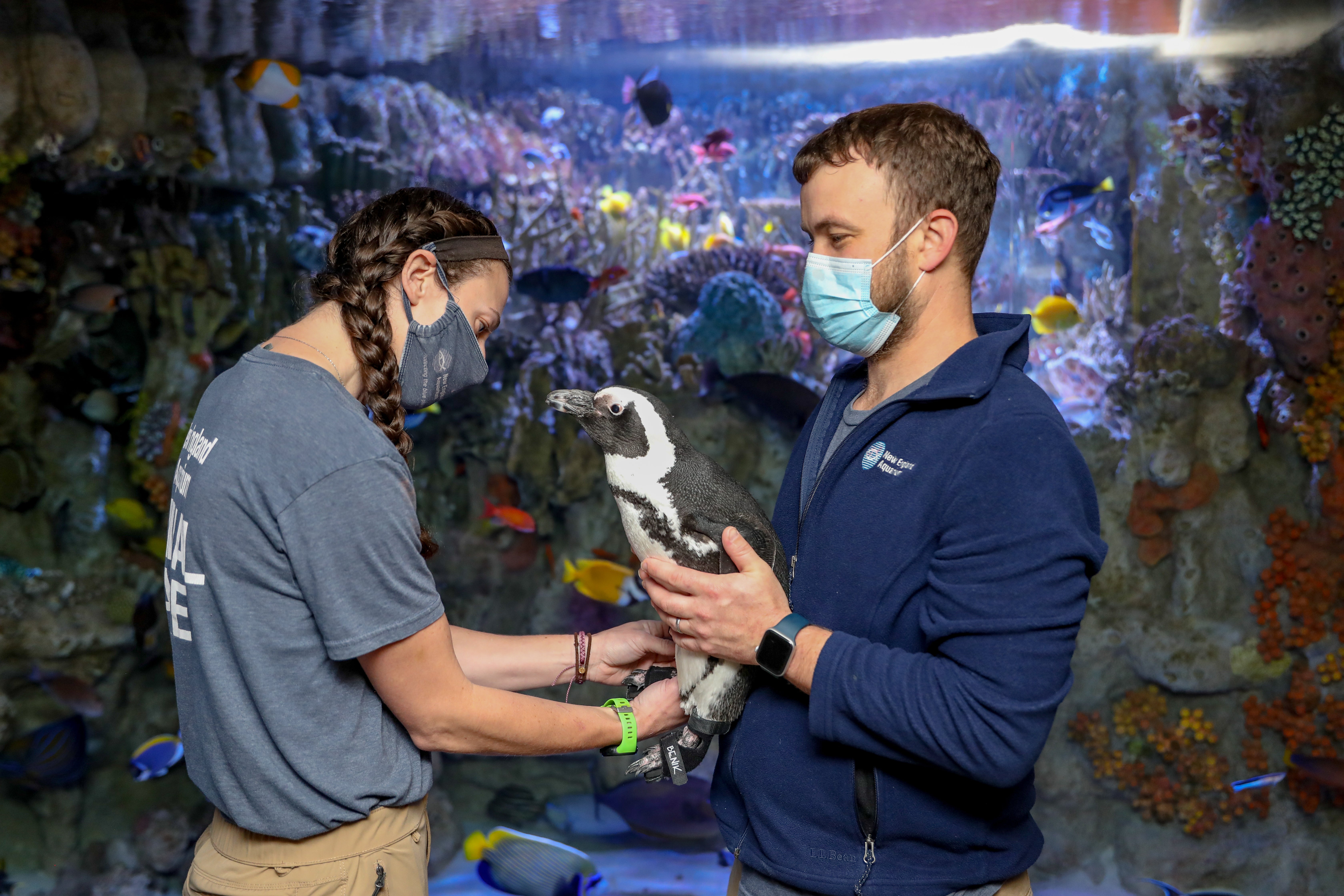 New England Aquarium staff treat Beach Donkey's feet. (Photo: Vanessa Kahn (New England Aquarium))