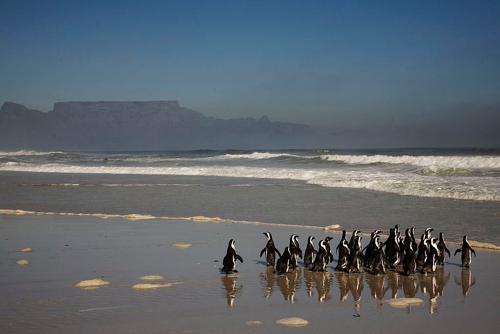 African penguins walk toward the ocean on May 26, 2009 after being released near Cape Town, South Africa.  (Photo: GIANLUIGI GUERCIA/AFP, Getty Images)