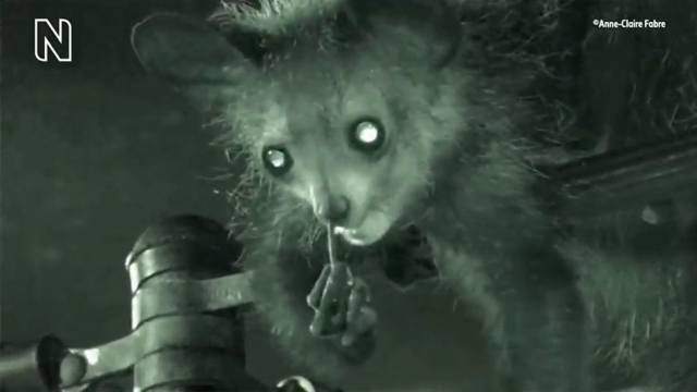 Extremely Uncomfortable Video Shows an Aye-Aye Picking Its Nose and Eating It
