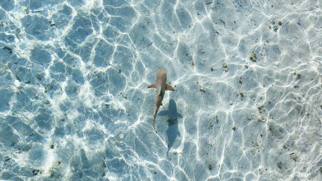 How Drones and Artificial Intelligence Are Helping Surf Life Savers Spot Sharks Sooner