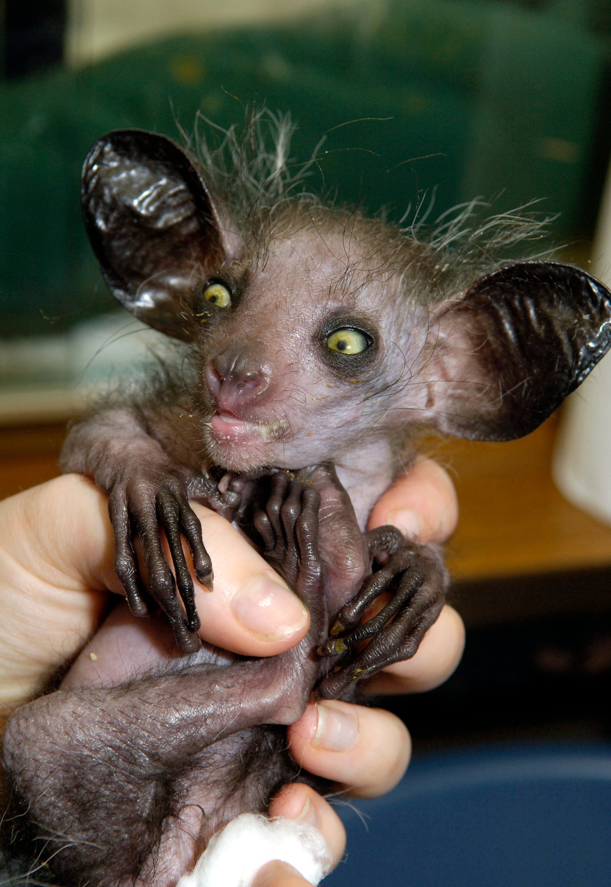 A captive bred aye-aye in the UK. It is adorable. (Photo: Rob Cousins/Bristol Zoo, Getty Images)