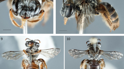 This New Species of Australian Bee Has a Dog-Like Snout