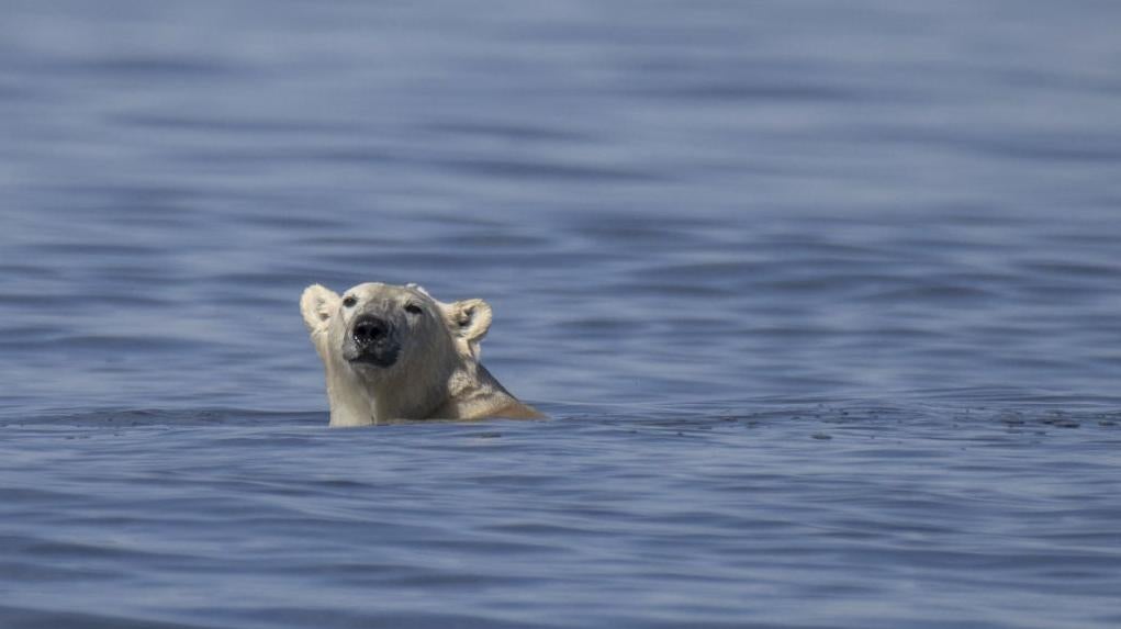 A polar bear swims to catch a beluga whale along the coast of Hudson Bay near Churchill on August 9, 2022. (Photo: OLIVIER MORIN/AFP, Getty Images)