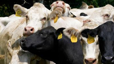 How the Agriculture Industry Funds Pro-Beef ‘Science’
