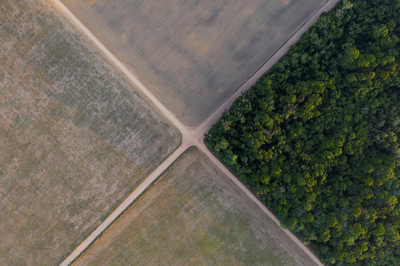 Trees catty corner to soybean fields in the Brazilian Amazon. (Photo: Leo Correa, AP)
