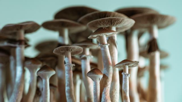 Largest Trial Yet Shows Promising Results for Psilocybin as Depression Treatment