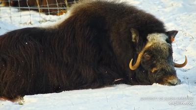 Hell Yeah, There’s a Muskox Cam