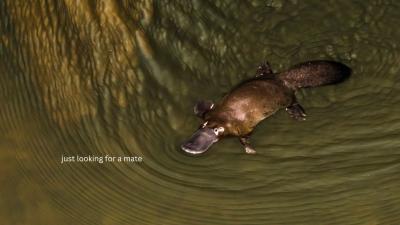 A Platypus Can Glow Green and Hunt Prey With Electricity but It Can’t Climb Dams to Find a Mate