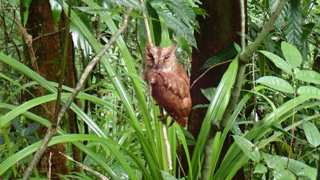Newly Described Owl Species Looks Like a Meme and Sounds Like a Squeaky Toy