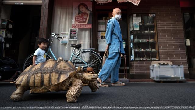 Go on a Walk With the Real-Life Master Roshi and His Giant Tortoise Friend, No Dragon Balls in Sight