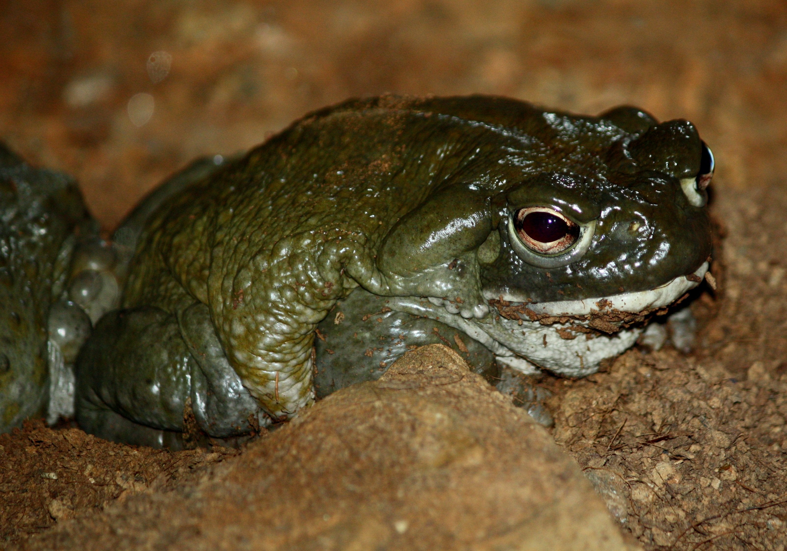 Please Don’t Lick the DMT Toads, Begs the National Park Service