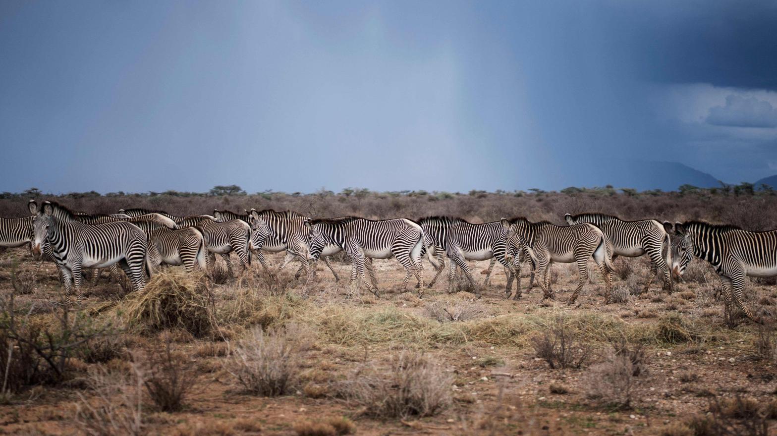 A herd of Grevy's Zebra in Buffalo Springs National Reserve. (Photo: Fredrik Lerneryd/AFP, Getty Images)