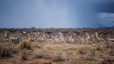 Drought Is Killing Zebras, Elephants, and Wildebeest in East Africa