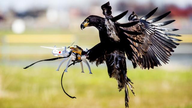 Even Anti-Drone Eagles Can’t Escape the 2022 Tech Layoffs
