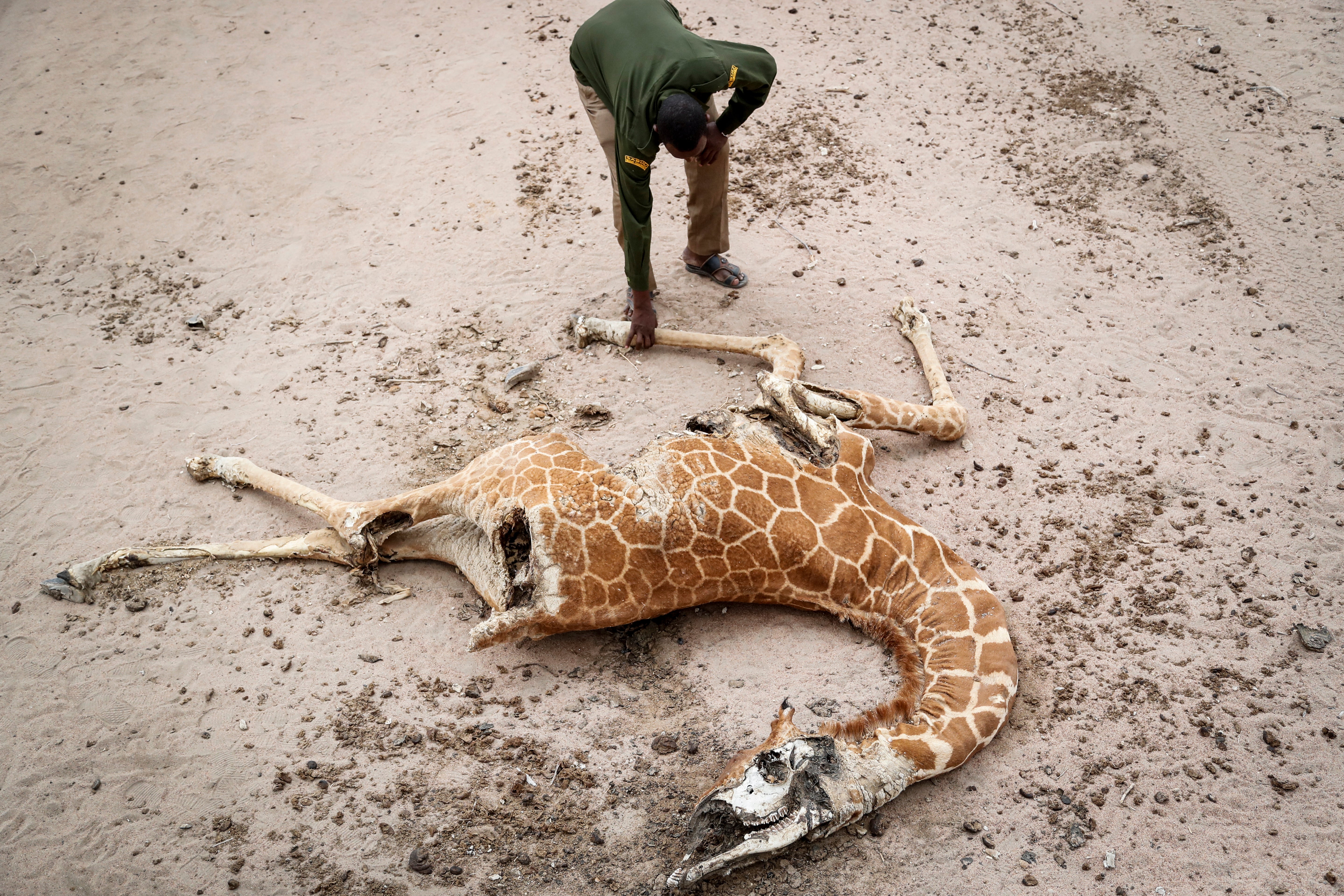 A ranger inspects the body of a giraffe that died of starvation. (Photo: Brian Inganga, AP)