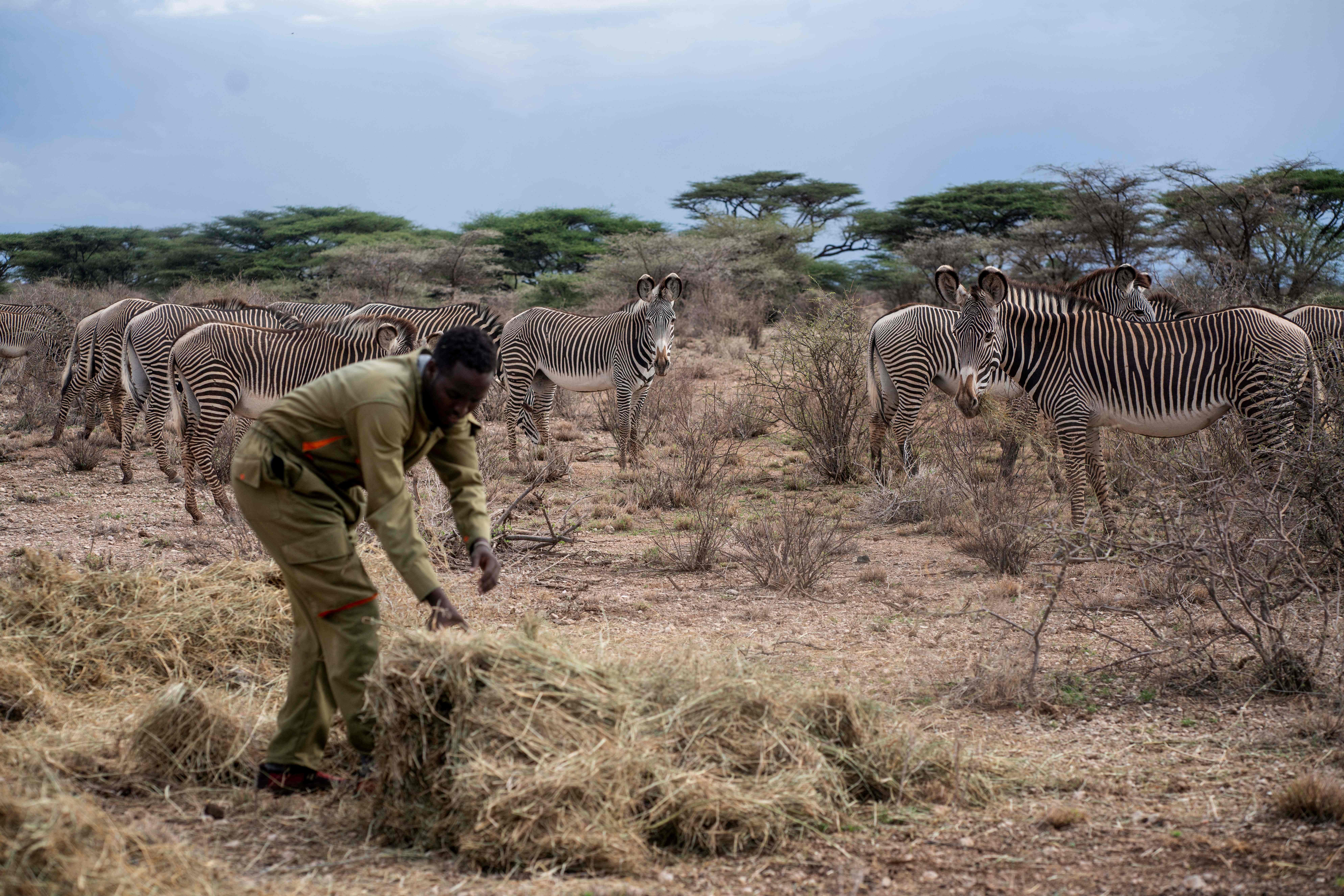 A ranger with the Grevy's Zebra Trust, an organisation formed to protect the zebras, lays out hay for the zebras as part of a feeding program during the ongoing drought. (Photo: Fredrik Lerneryd/AFP, Getty Images)
