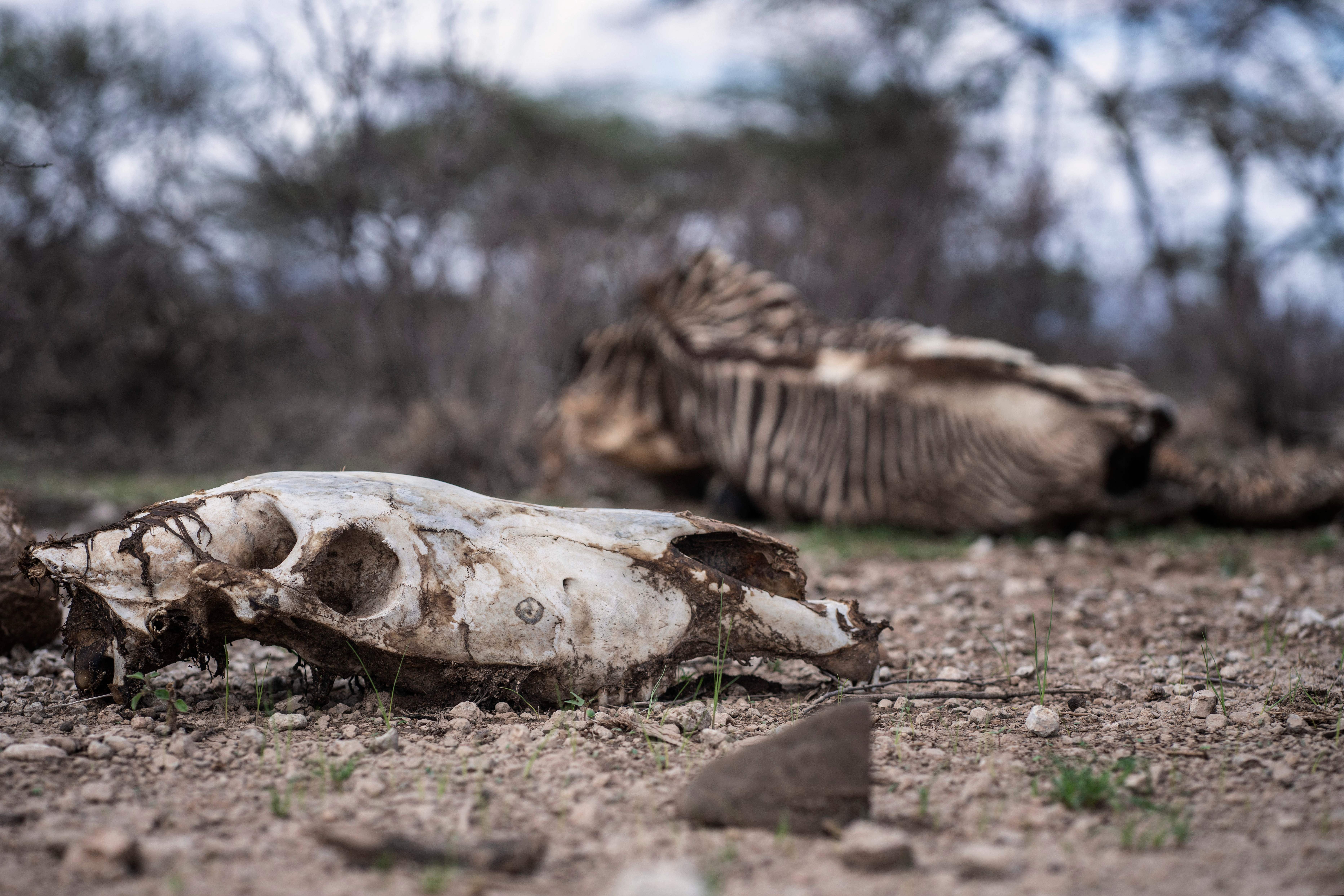The carcass of a Grevy's Zebra. (Photo: Fredrik Lerneryd/AFP, Getty Images)