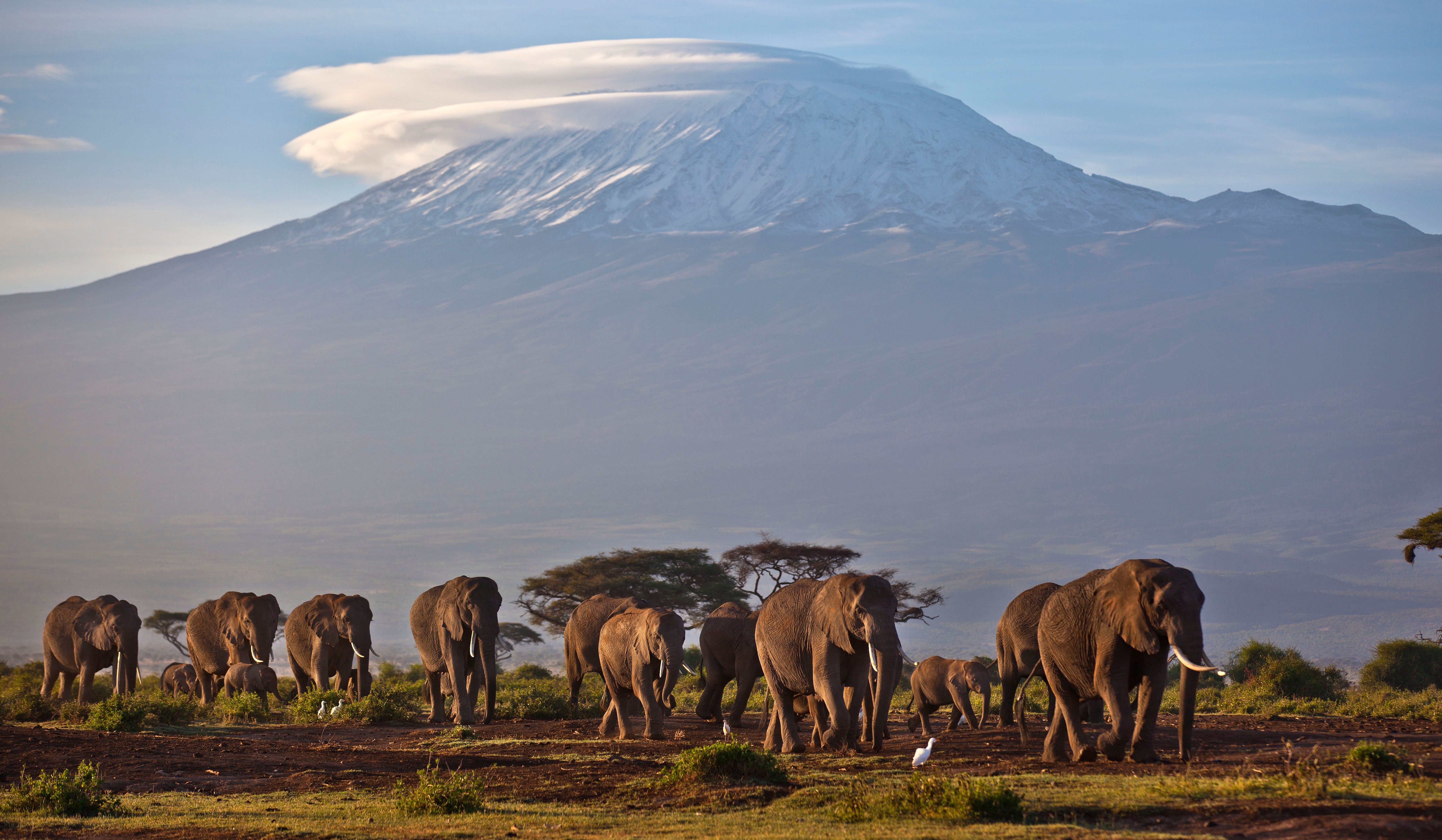 A herd of elephants walk in Amboseli National Park with Mt. Kilimanjaro in the background. (Photo: Ben Curtis, AP)