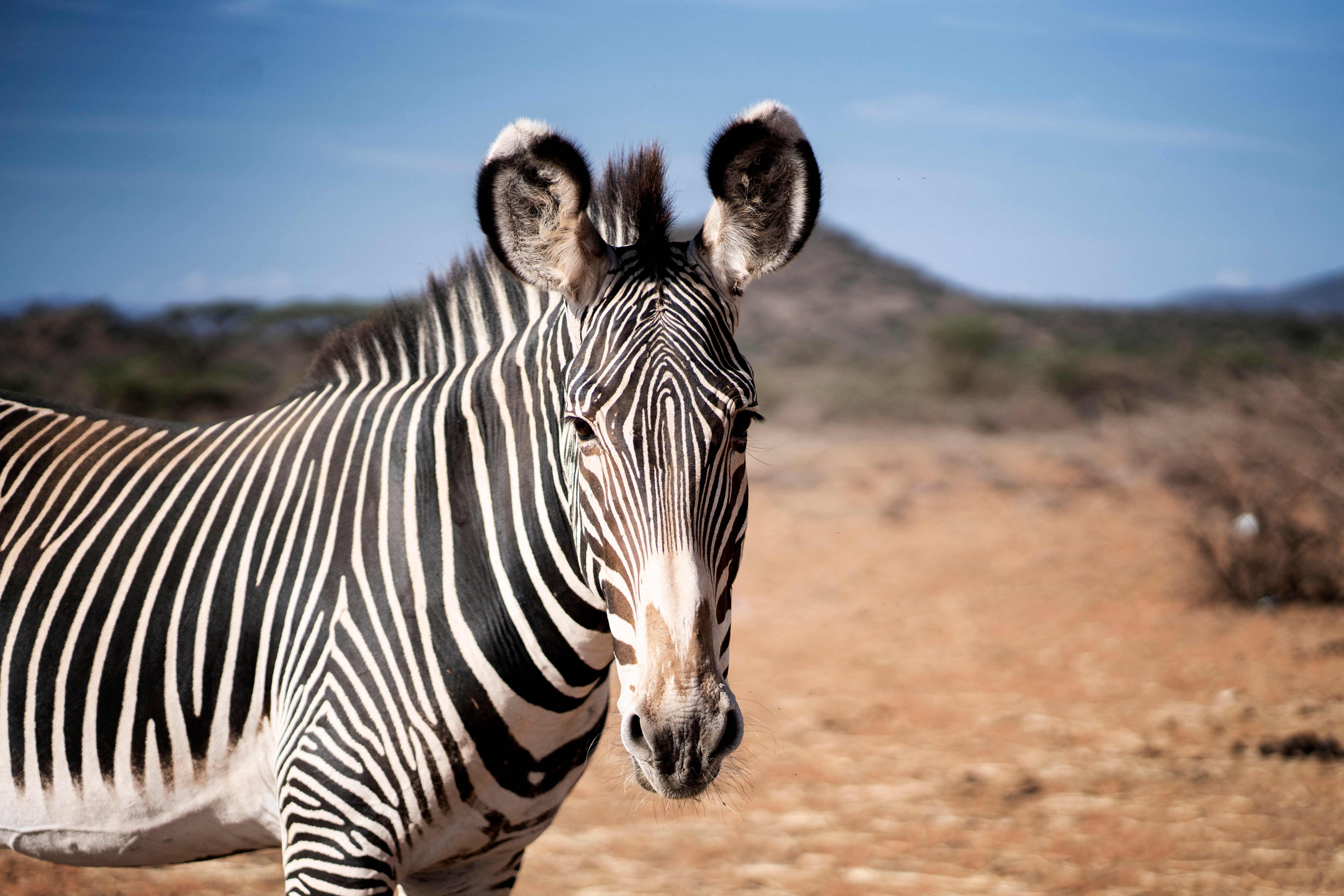 A Grevy's Zebra. (Photo: Fredrik Lerneryd/AFP, Getty Images)
