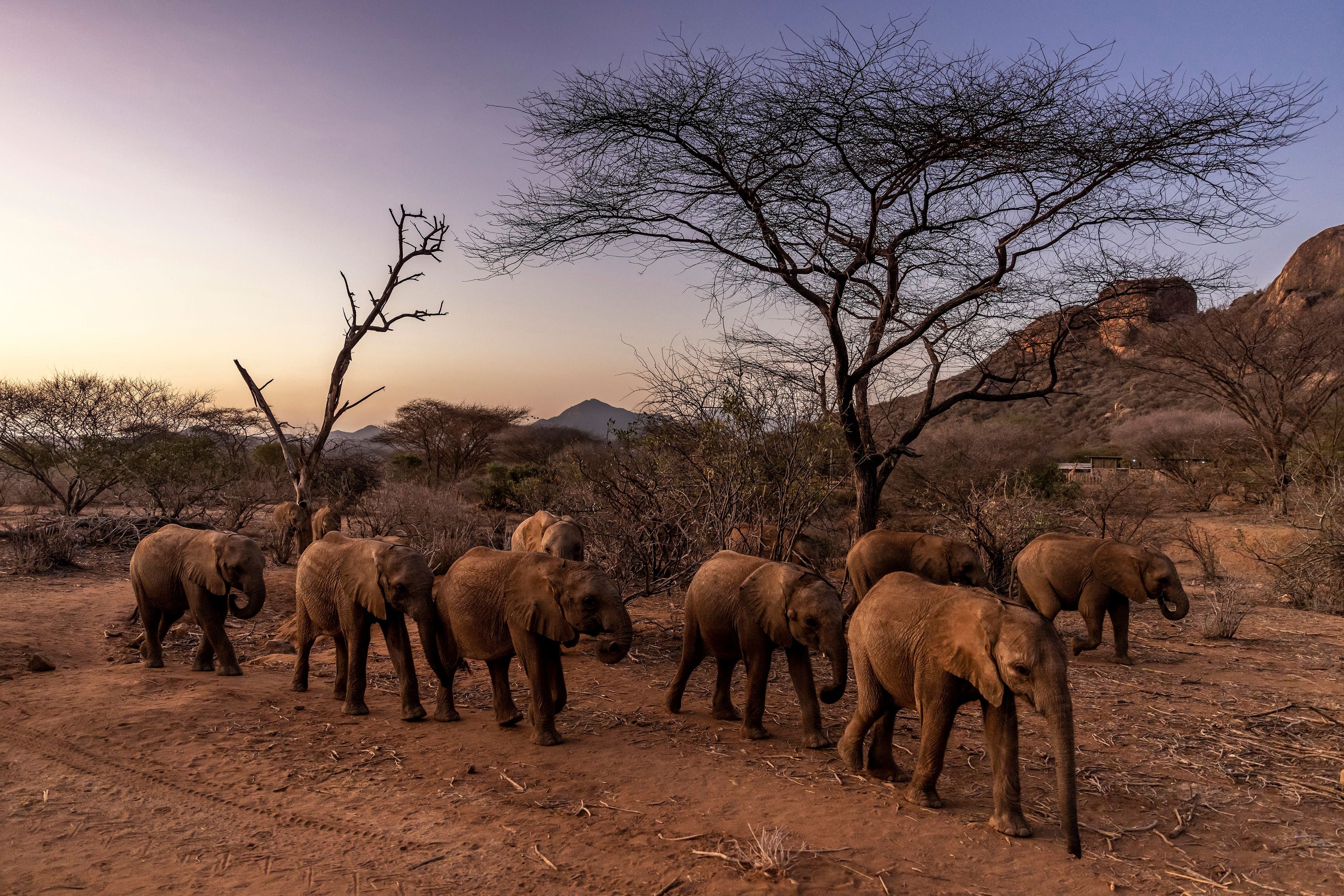 Elephant calves walk in Namunyak Wildlife Conservancy, Samburu, Kenya.  (Photo: Luis Tato/AFP, Getty Images)