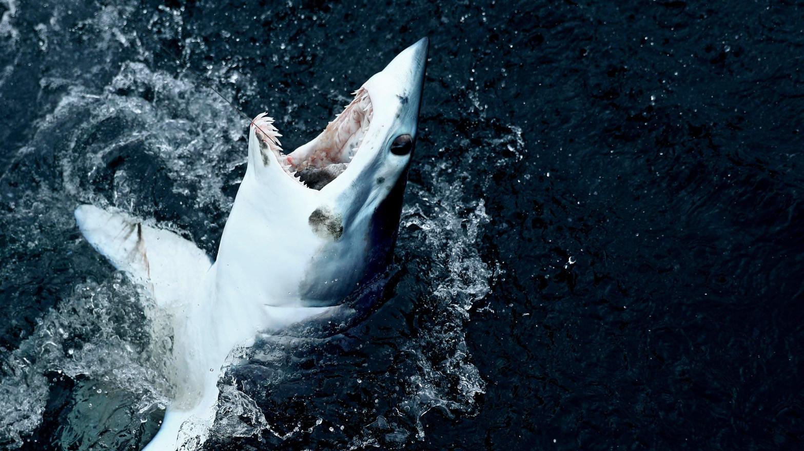 The mako shark flopped around the boat's bow for about 2 minutes before wriggling free. (Image: Maddie Meyer, Getty Images)