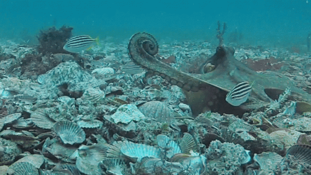 Octopuses Caught on Camera Throwing Shells at Each Other