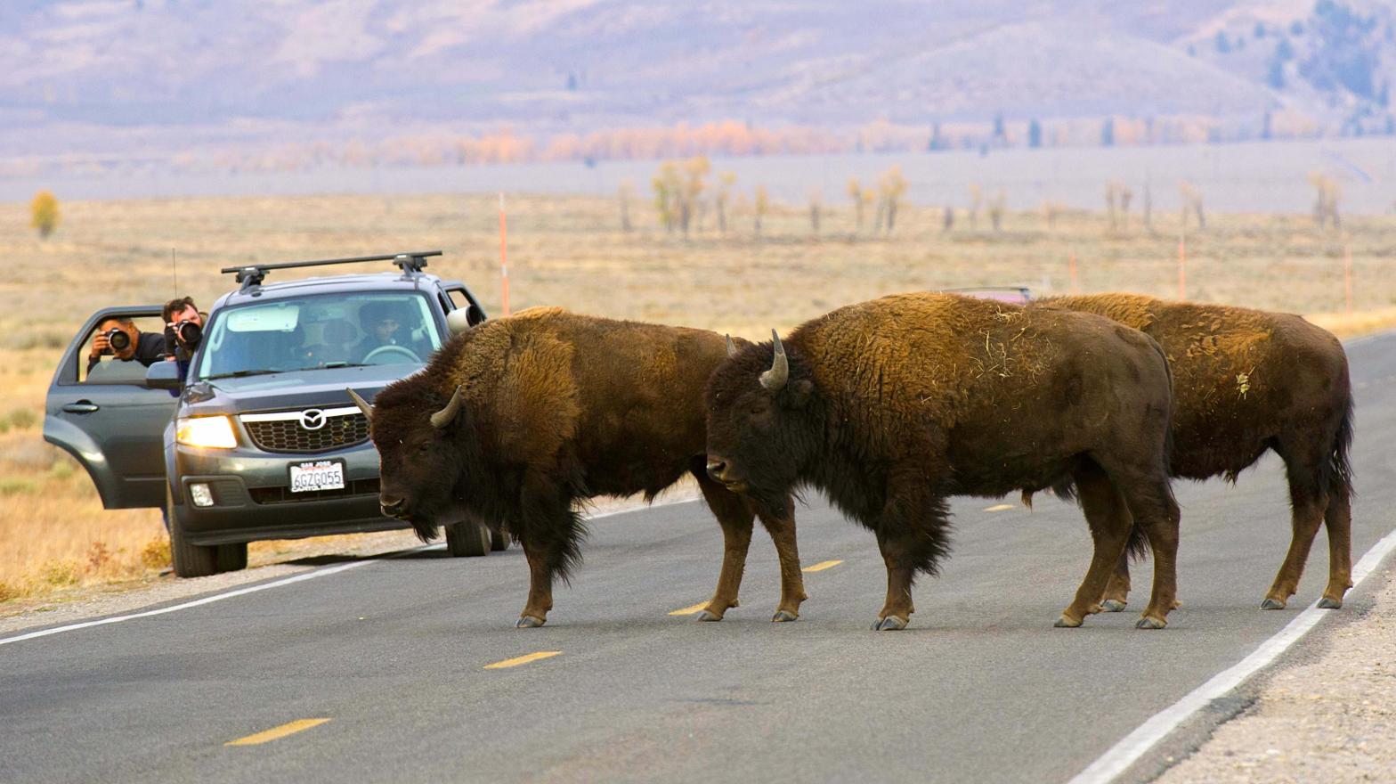 American bison in Grand Teton National Park. (Photo: KAREN BLEIER/AFP, Getty Images)