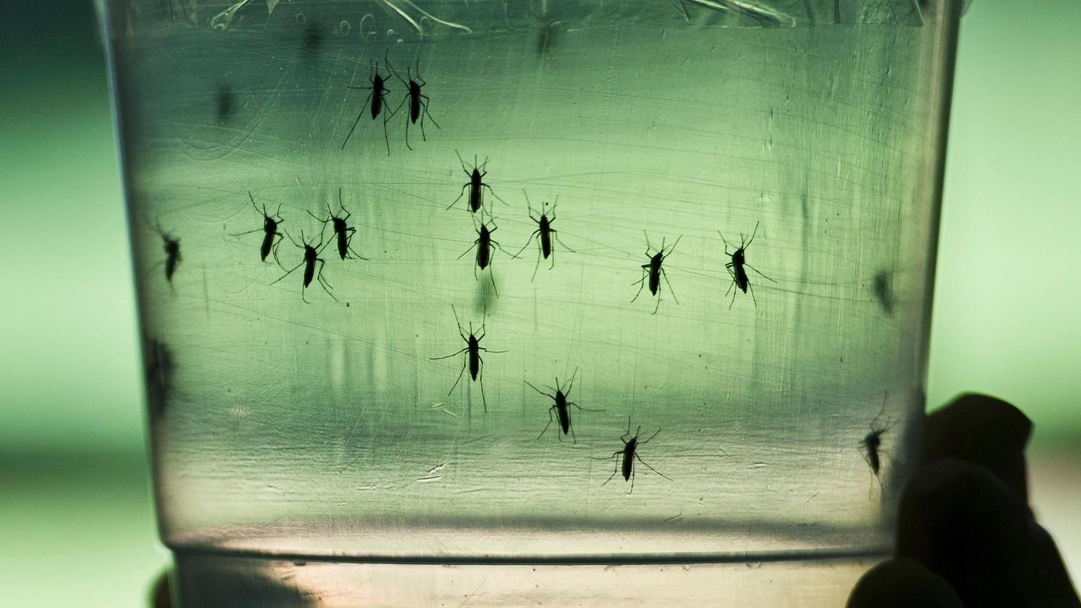 Aedes aegypti mosquitos, the primary vector of dengue, seen at a lab of the Institute of Biomedical Sciences of the Sao Paulo University, on January 8, 2016 in Sao Paulo, Brazil (Photo: Nelson Ameida/AFP,   (Getty Images))