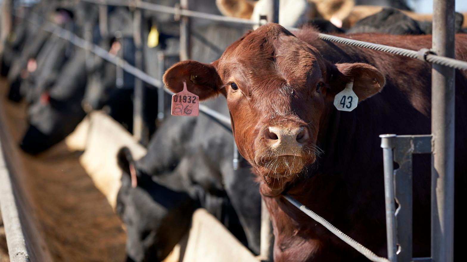 Cattle on a feedlot in Nebraska. (Photo: Nati Harnik, AP)