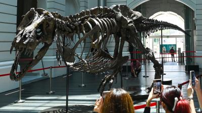 T. Rex Pulled From Auction After Skeleton Raised Questions